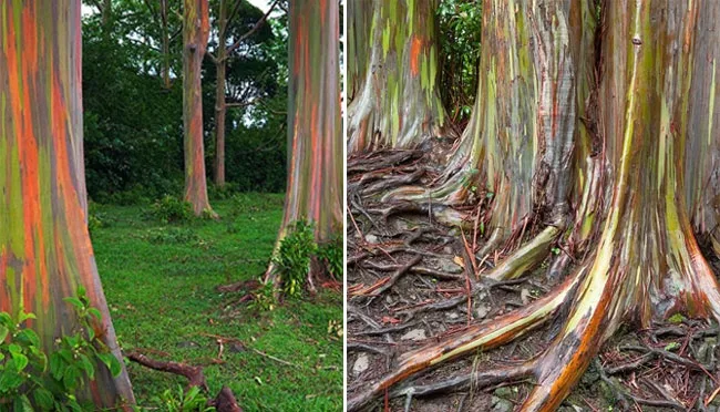 Hutan Pelangi